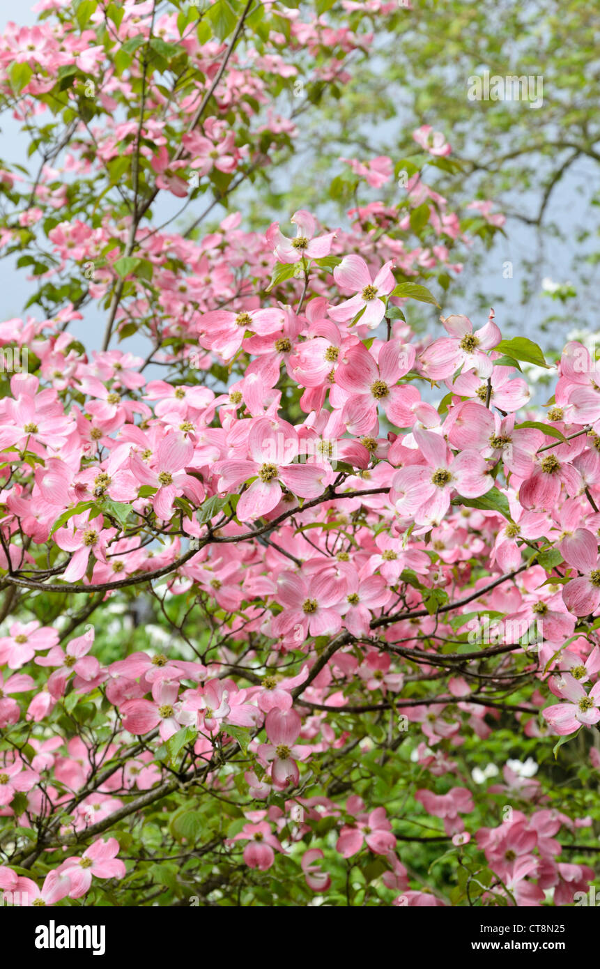 Fioritura orientale sanguinello (cornus florida rubra "') Foto Stock