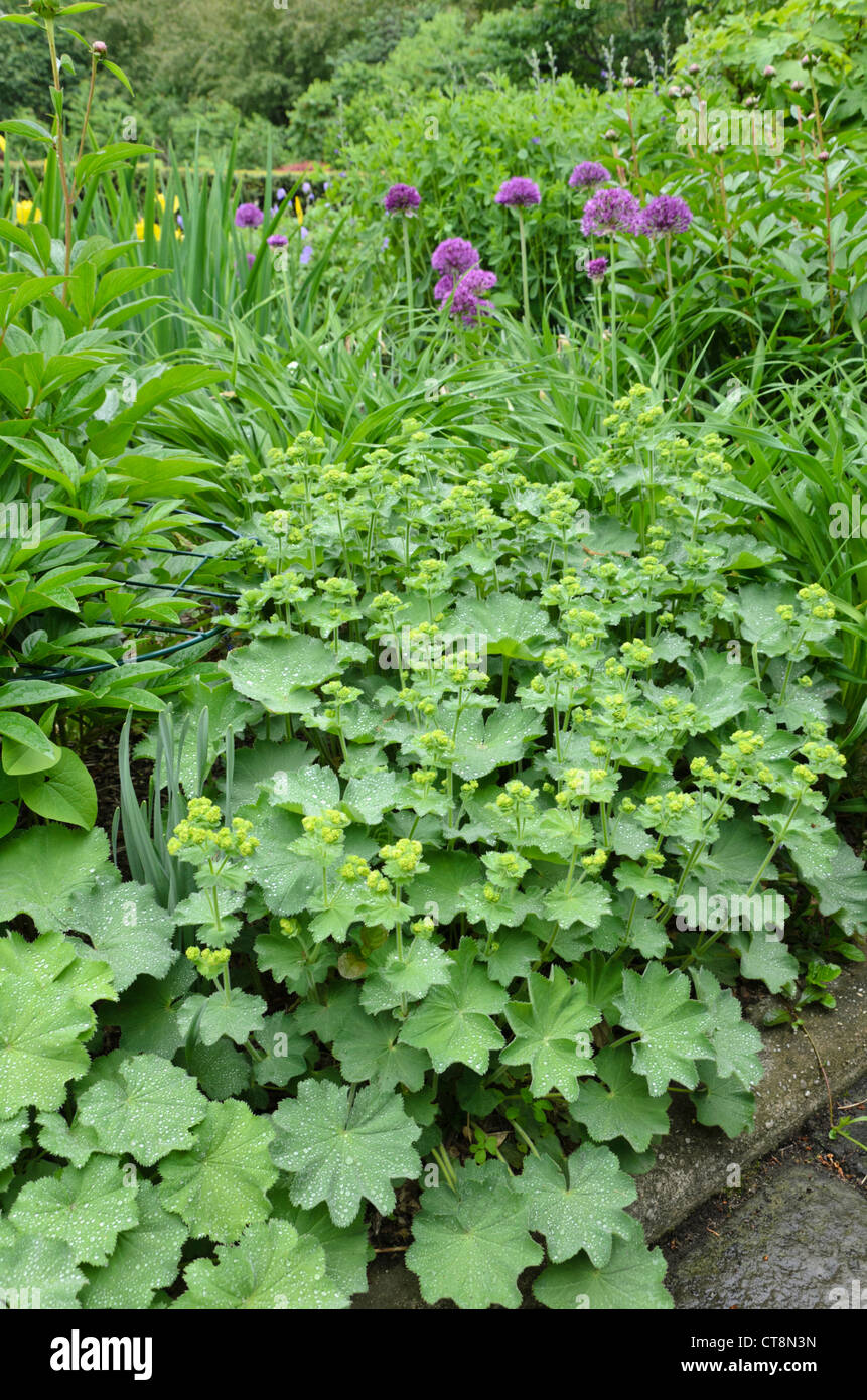 Lady del mantello (alchemilla) e cipolla ornamentali (allium) Foto Stock