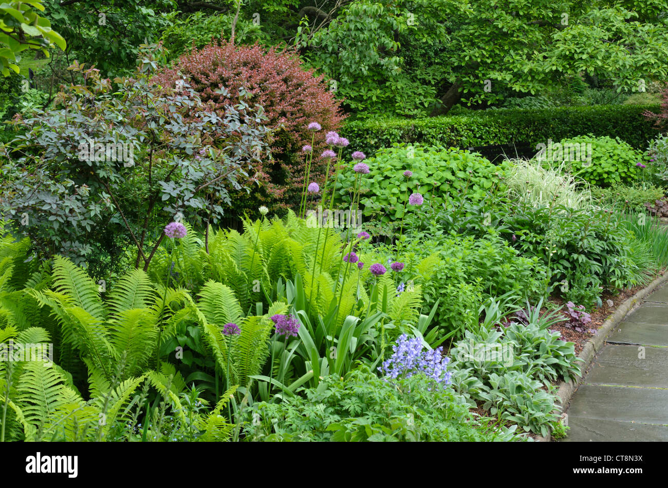 Cipolla ornamentali (allium) e comuni felce maschio (dryopteris filix-mas) Foto Stock