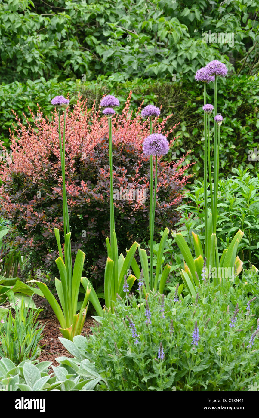 Cipolla ornamentali (allium) e foglia di viola Crespino (berberis thunbergii atropurpurea "') Foto Stock