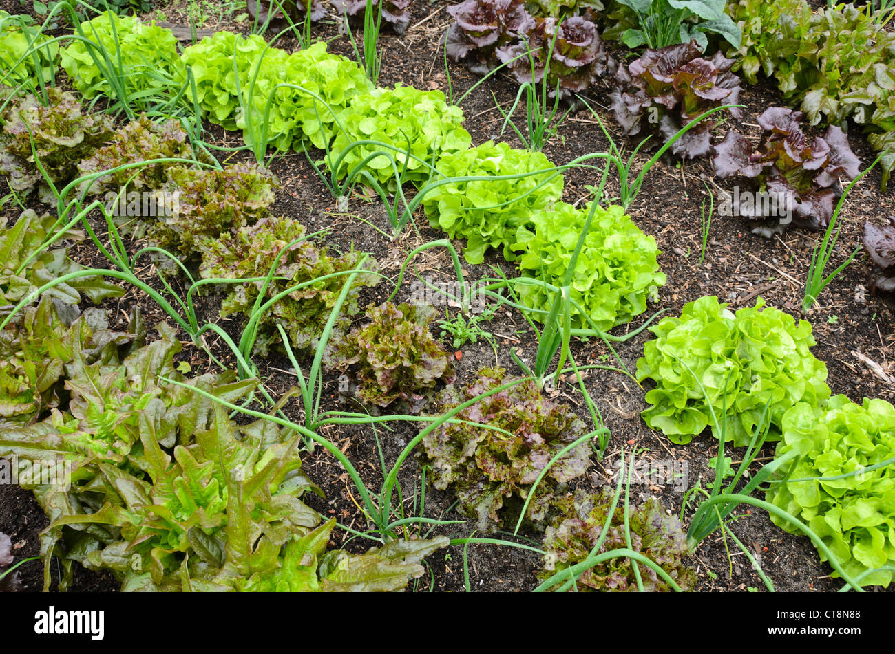 Lattughe (Lactuca sativa) e welsh onion (Allium fistulosum) Foto Stock