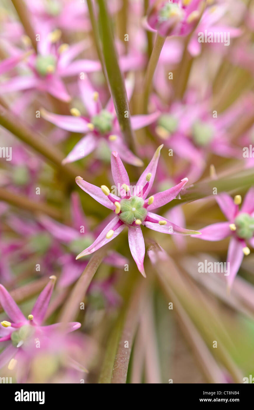 Cipolla ornamentali (allium schubertii) Foto Stock