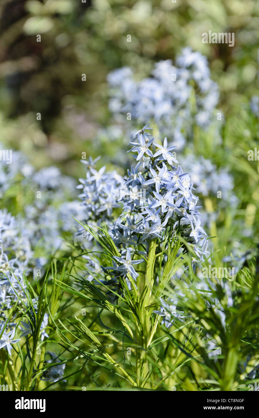 Threadleaf blue star (amsonia hubrichtii) Foto Stock
