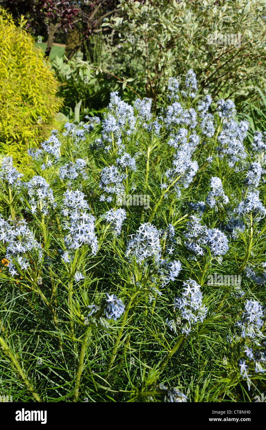 Threadleaf blue star (amsonia hubrichtii) Foto Stock