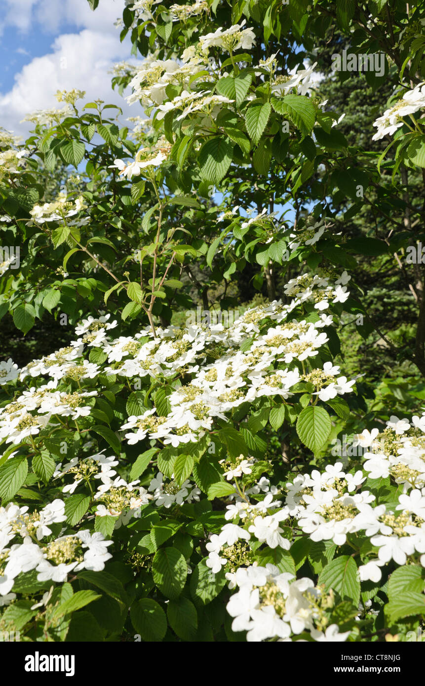 Palla di neve giapponese (Viburnum plicatum var. Tomentosum 'Summer Snowflake') Foto Stock