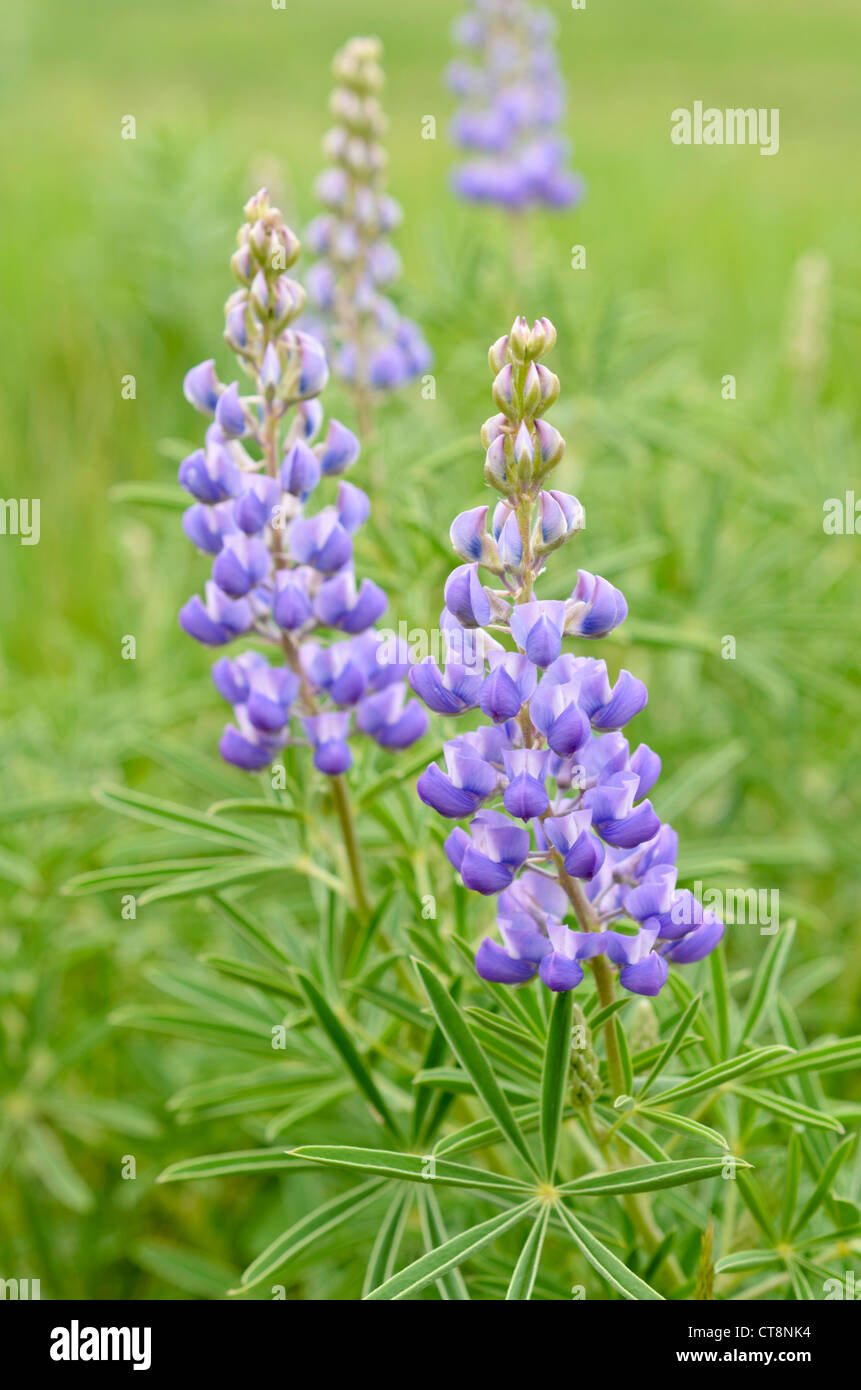 Lupino argenteo (lupinus argenteus) Foto Stock