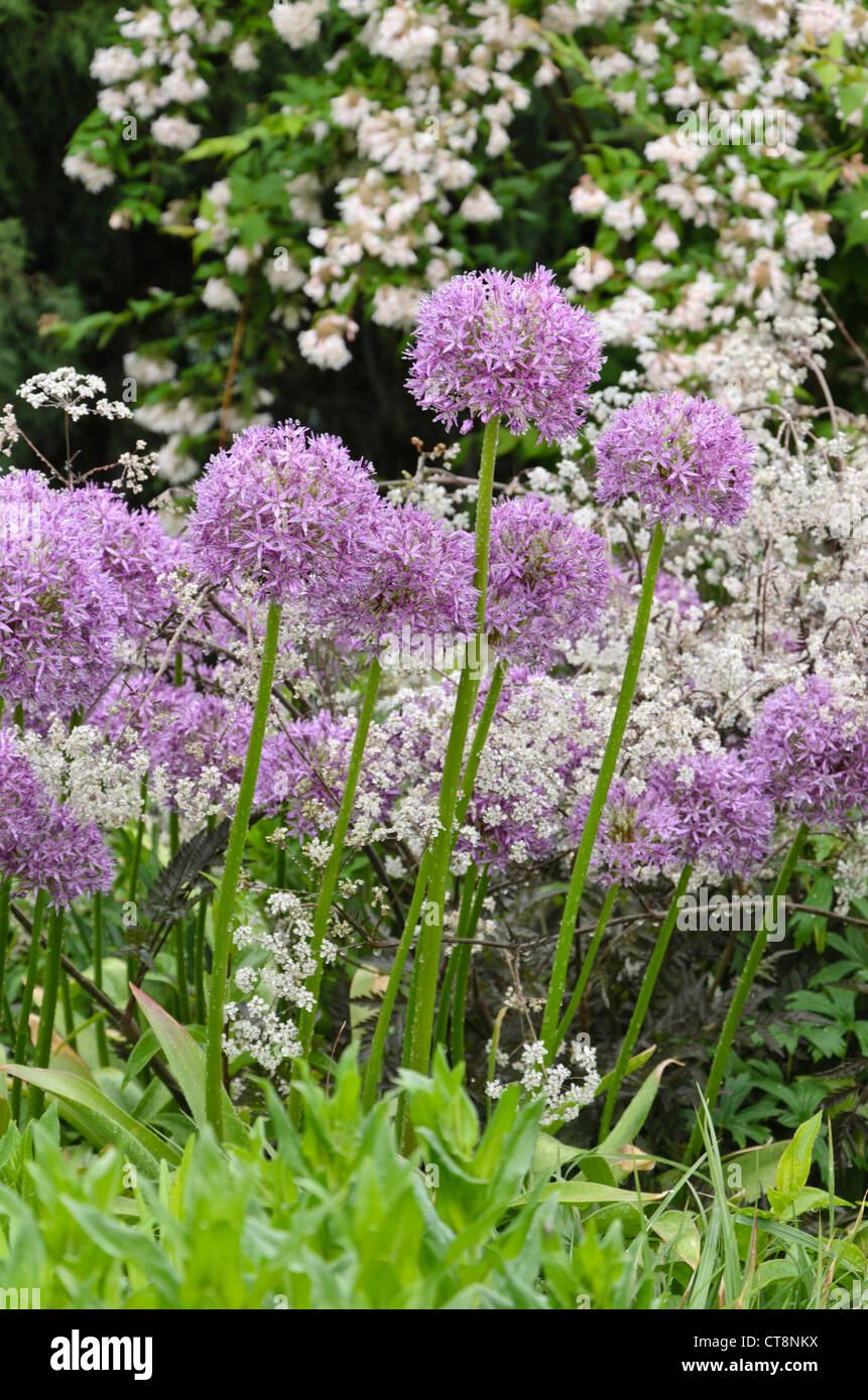 Cipolla ornamentali (allium) e cerfoglio selvatico (anthriscus sylvestris 'ravenswing') Foto Stock
