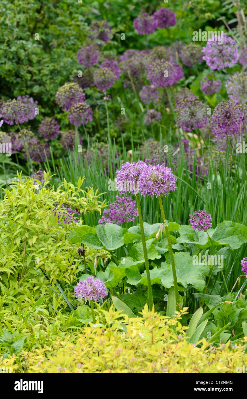 Cipolla ornamentali (allium) Foto Stock