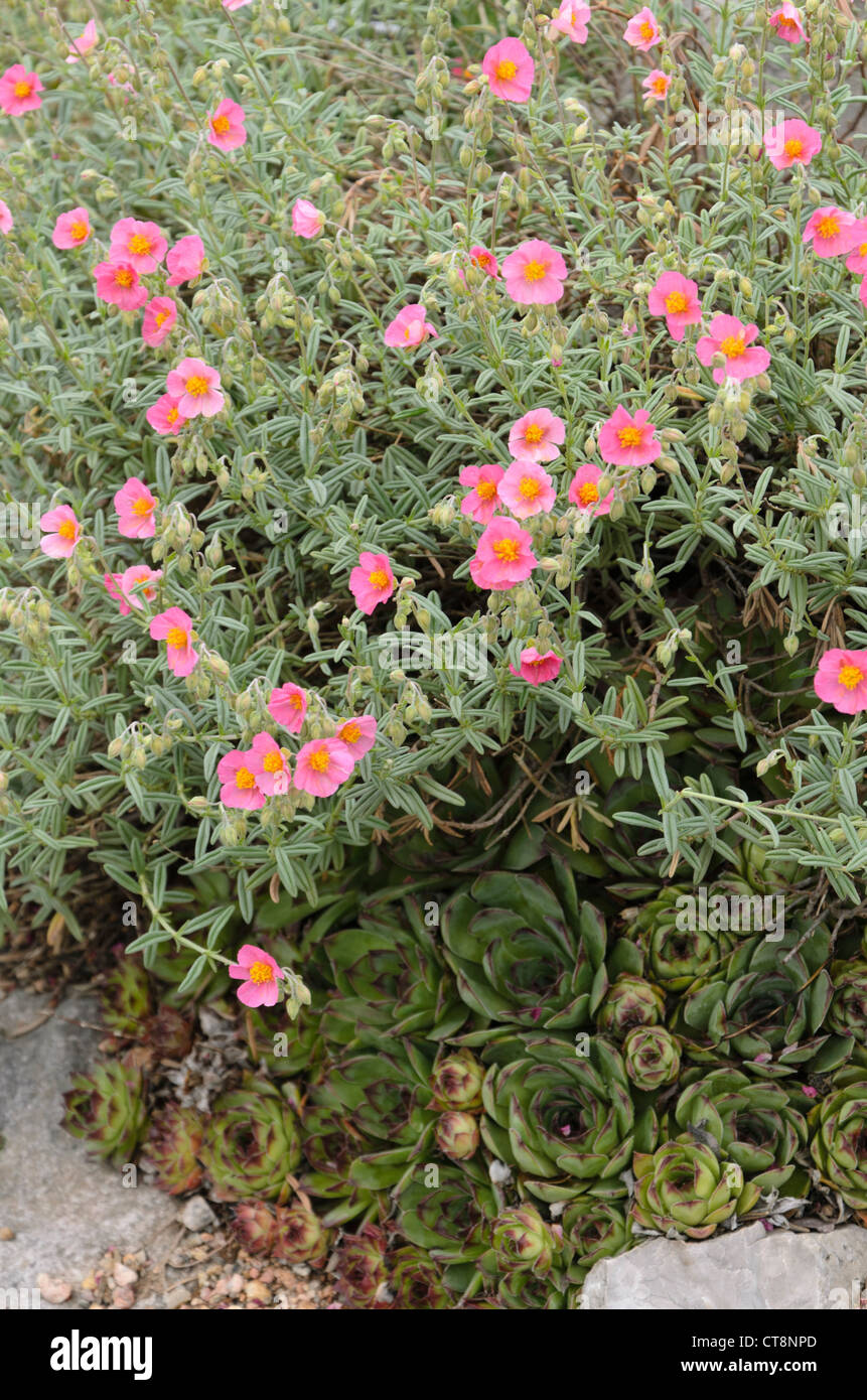 Comune di rock rose (helianthemum nummularium) Foto Stock