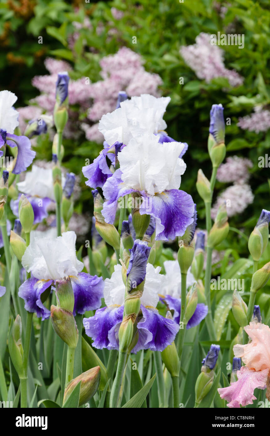 Tall barbuto (iris iris barbata elatior 'slapstick') Foto Stock