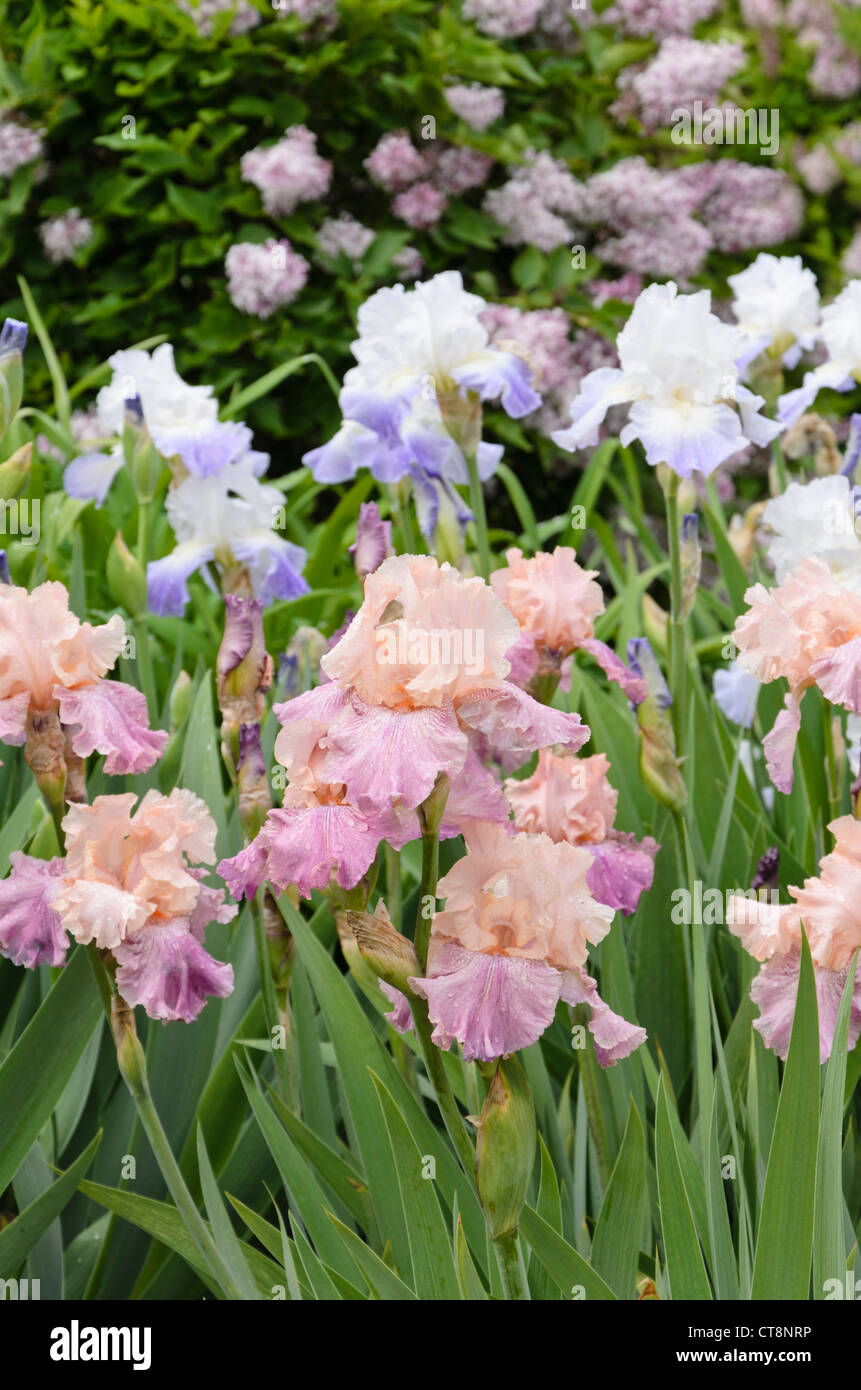 Tall barbuto (iris iris barbata elatior "fontana della giovinezza ") Foto Stock