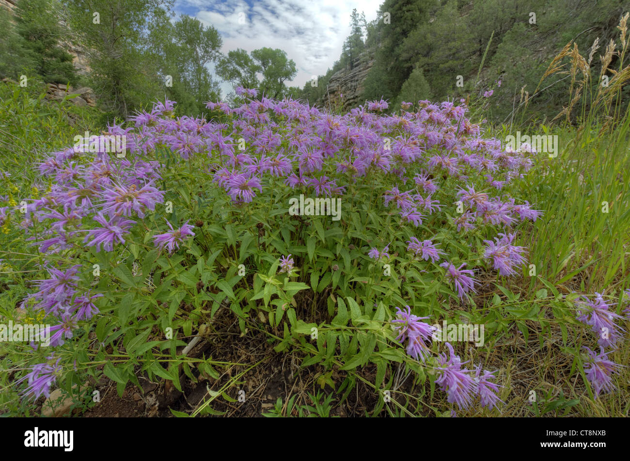 Bee Balsamo, (Monarda fistulosa), Bluewater Canyon, Zuni montagne, Cibola county, Nuovo Messico, Stati Uniti d'America. Foto Stock