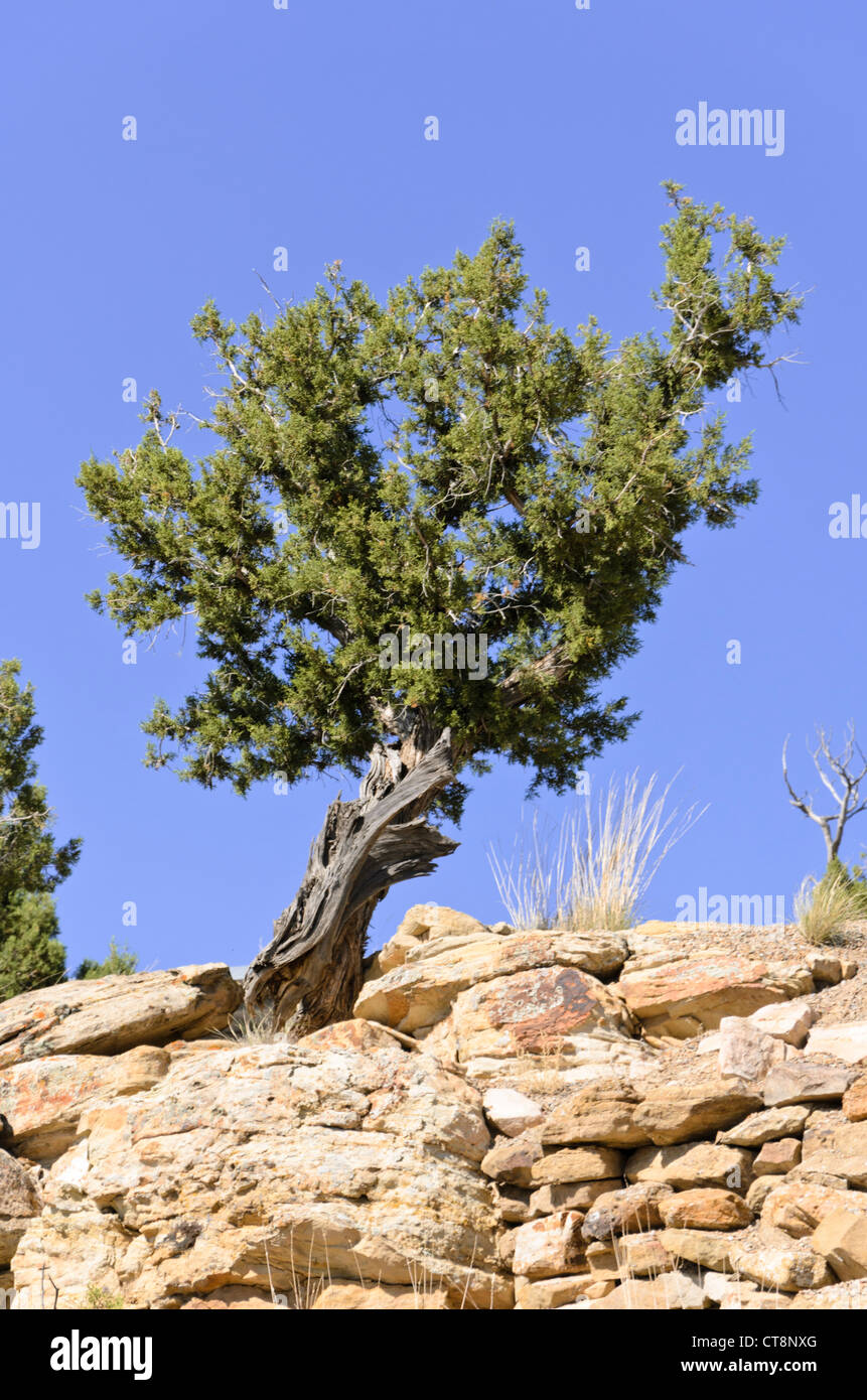Utah ginepro (juniperus osteosperma), Utah, Stati Uniti d'America Foto Stock