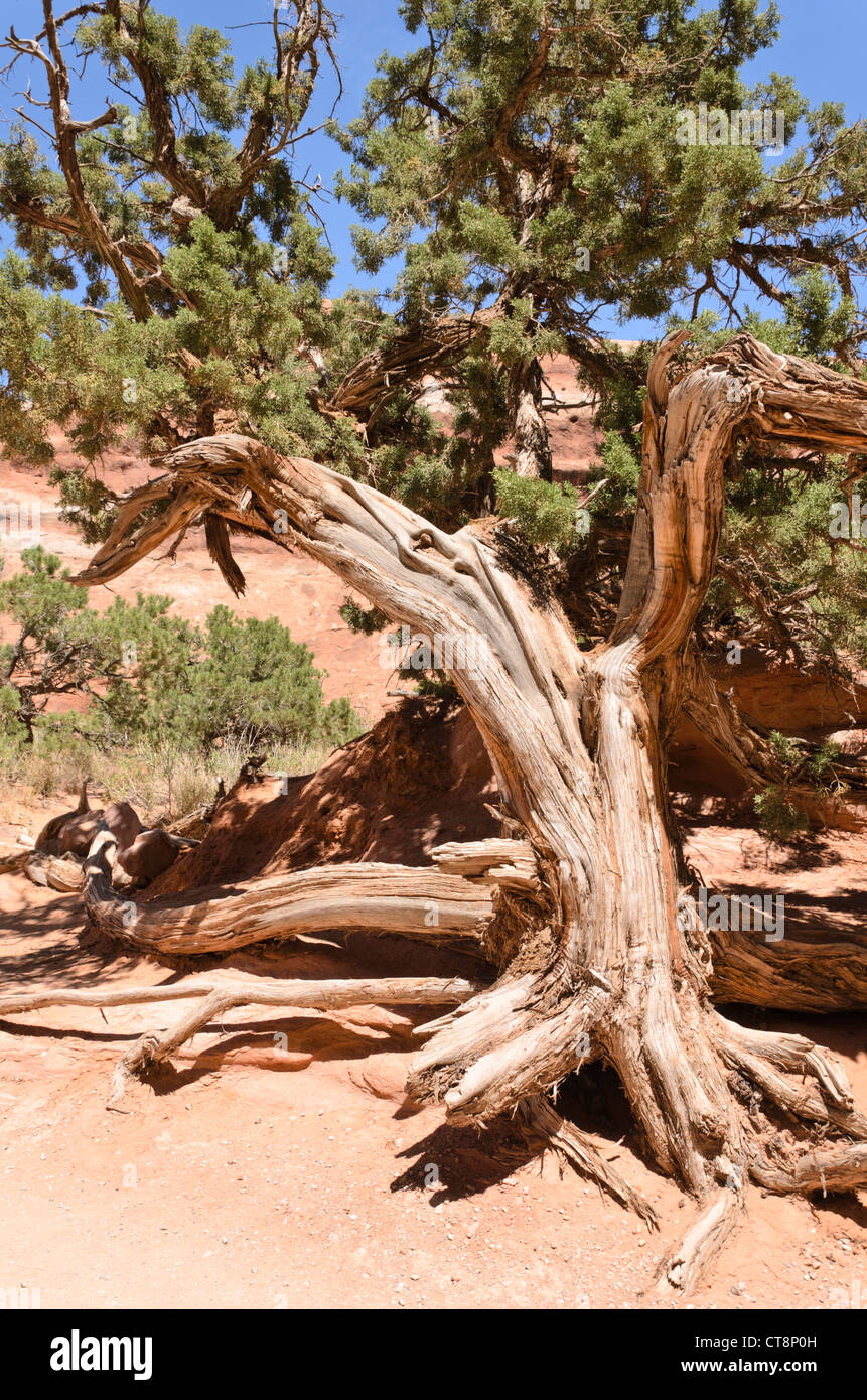 Utah ginepro (juniperus osteosperma), il Parco Nazionale di Arches, Utah, Stati Uniti d'America Foto Stock