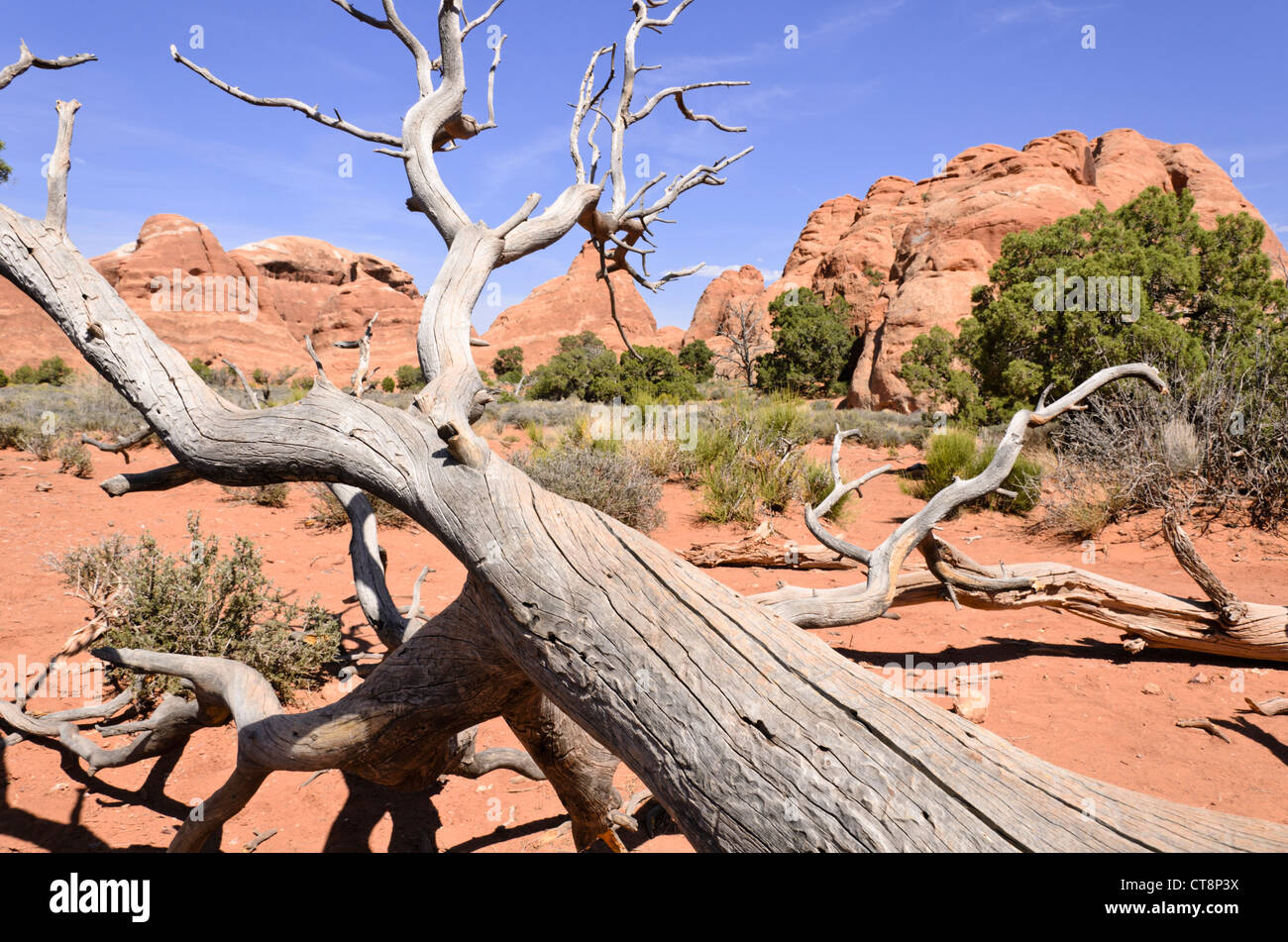 Utah ginepro (juniperus osteosperma), il Parco Nazionale di Arches, Utah, Stati Uniti d'America Foto Stock