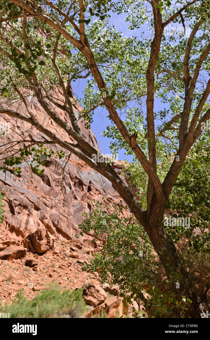 Fremont pioppi neri americani (populus fremontii), cacciatori canyon dello Utah, Stati Uniti d'America Foto Stock