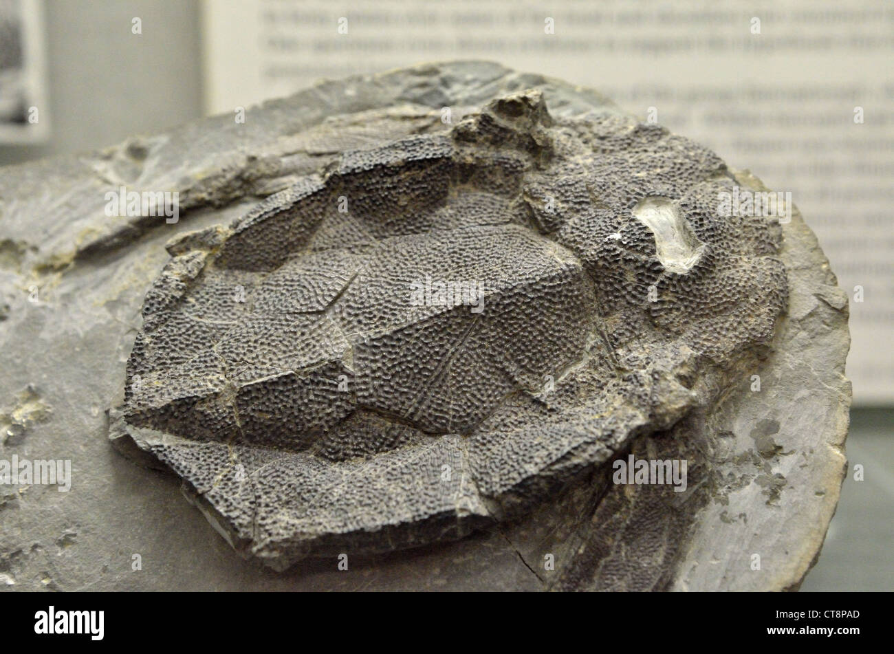 Testa di fossili di osso di Bothriolepis canadensis, un pesce osseo di età Devoniano. Foto Stock