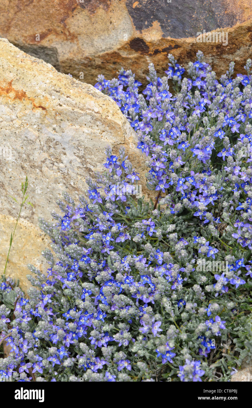 speedwell a foglia di timo (Veronica thymoides var. Pseudocinerea) Foto Stock