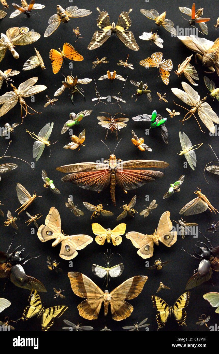 Una collezione di insetti, bollicine, tarme e farfalle in mostra. Foto Stock