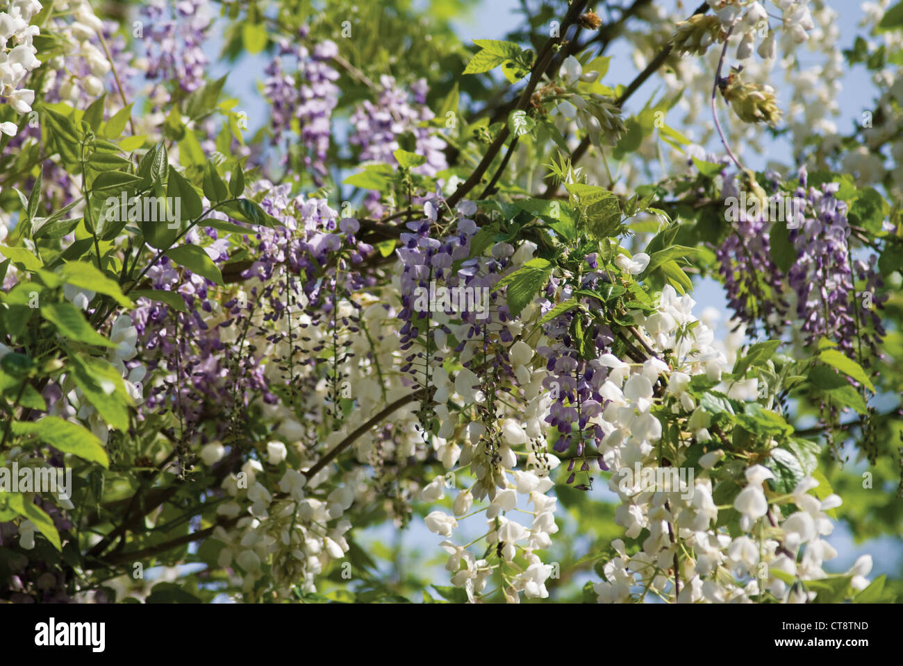 Wisteria venusta, glicine glicine setosa Foto Stock