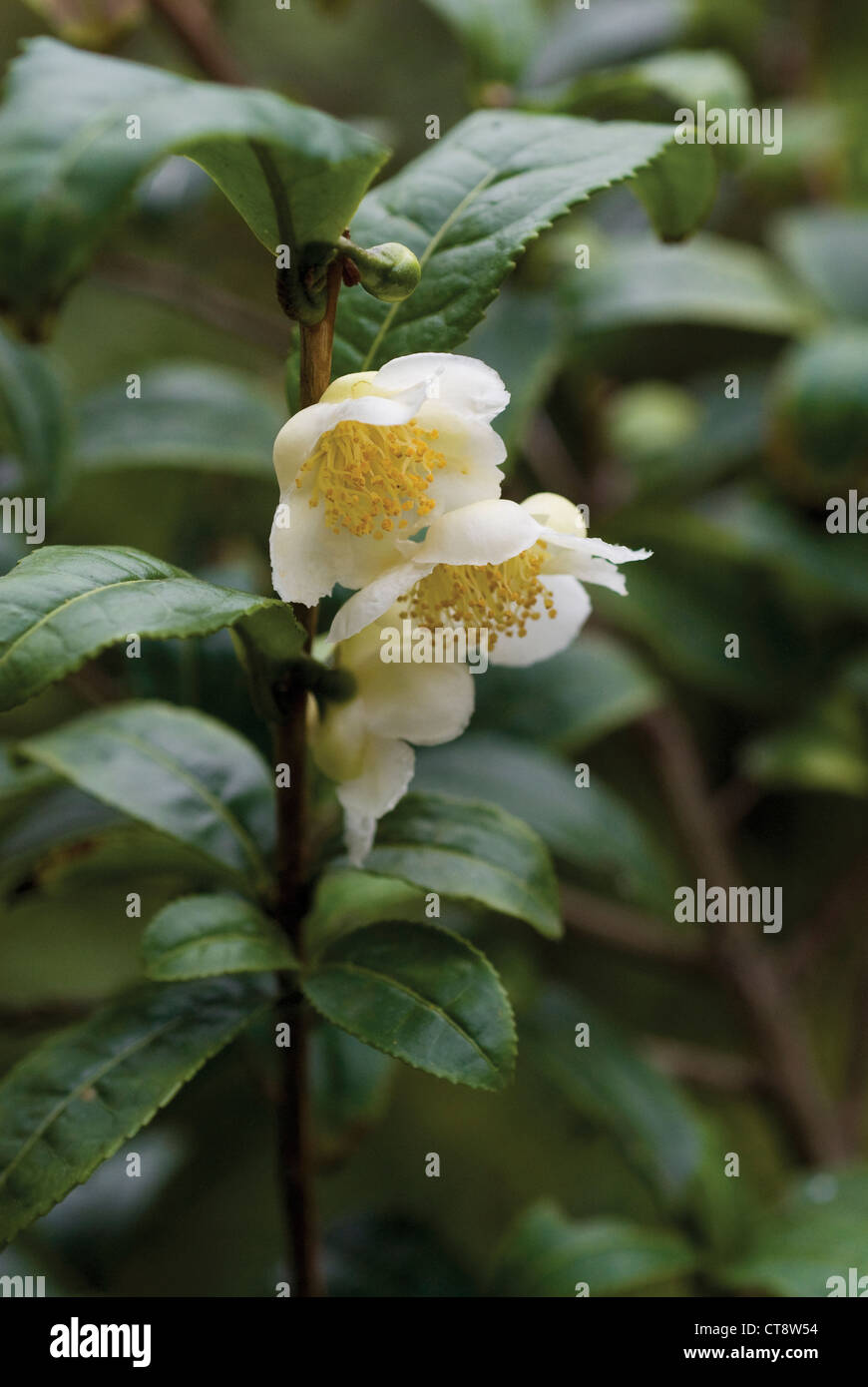 Di Camellia sinensis, la pianta del tè Foto Stock