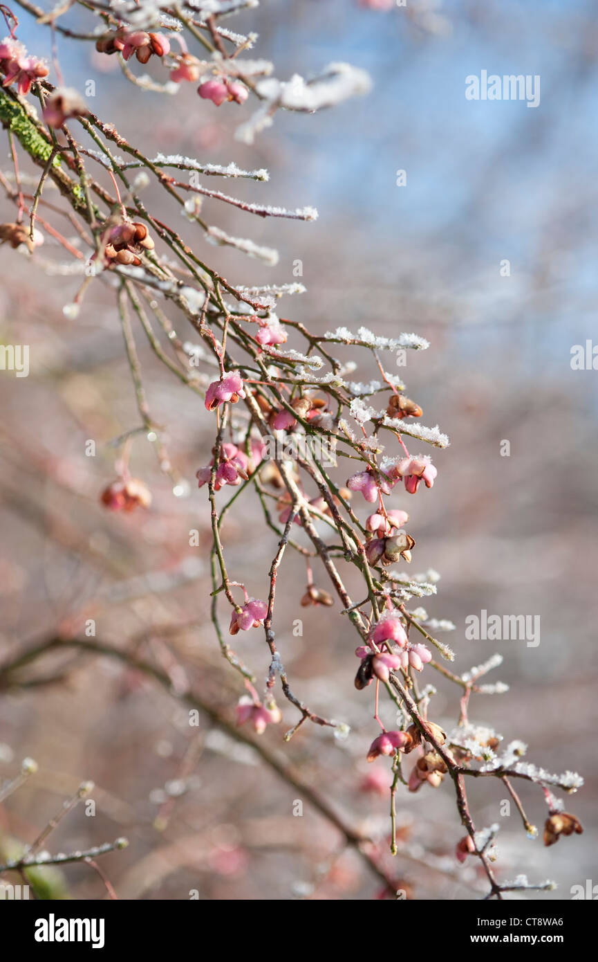 Euonymus europaeus, albero di mandrino Foto Stock