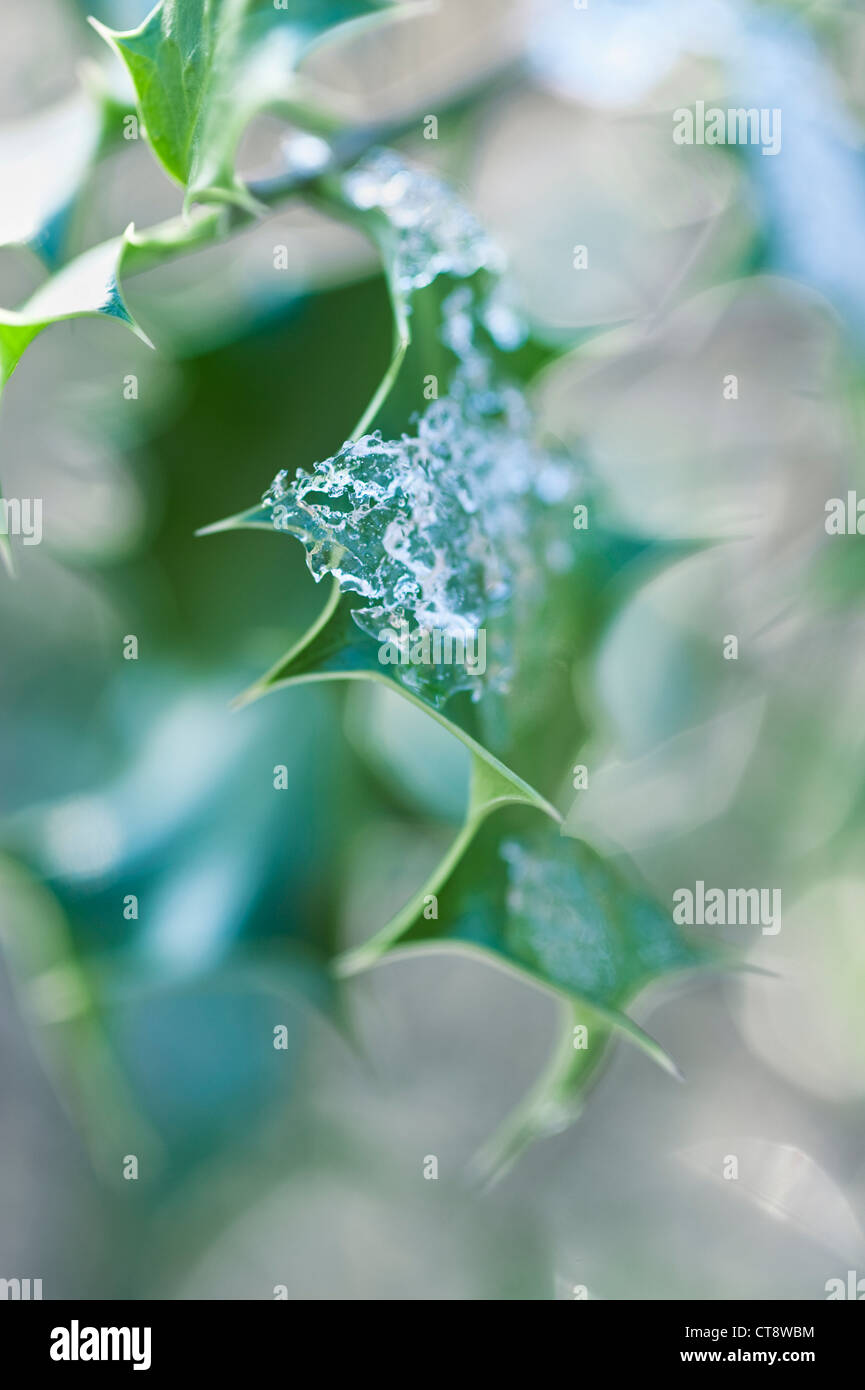 Ilex aquifolium, Holly Foto Stock