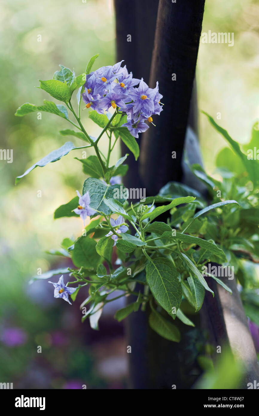 Solanum crispum 'Glasnevin', cileno albero di patate Foto Stock