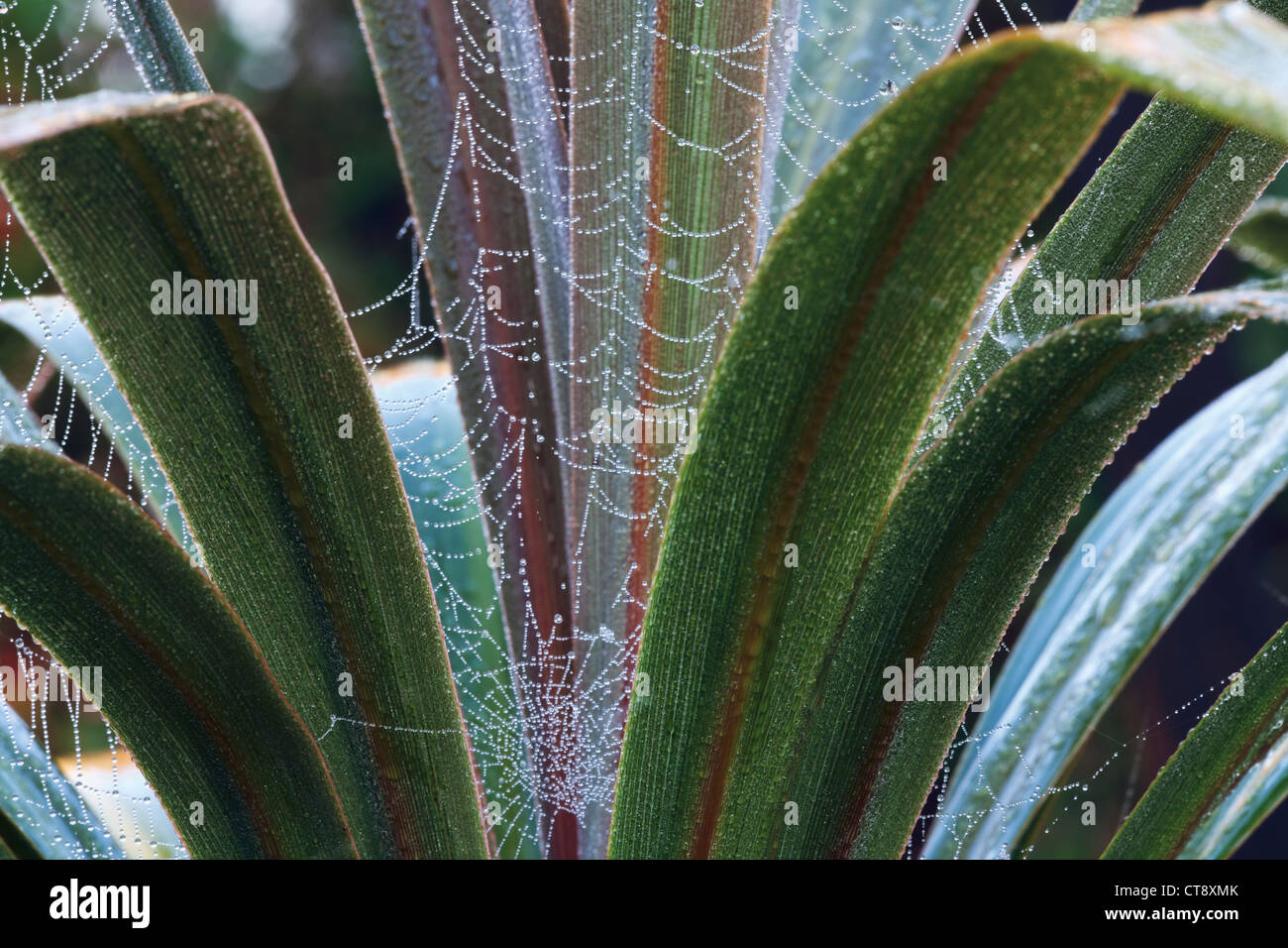 Cordyline australis 'Sundance', Cordyline Foto Stock