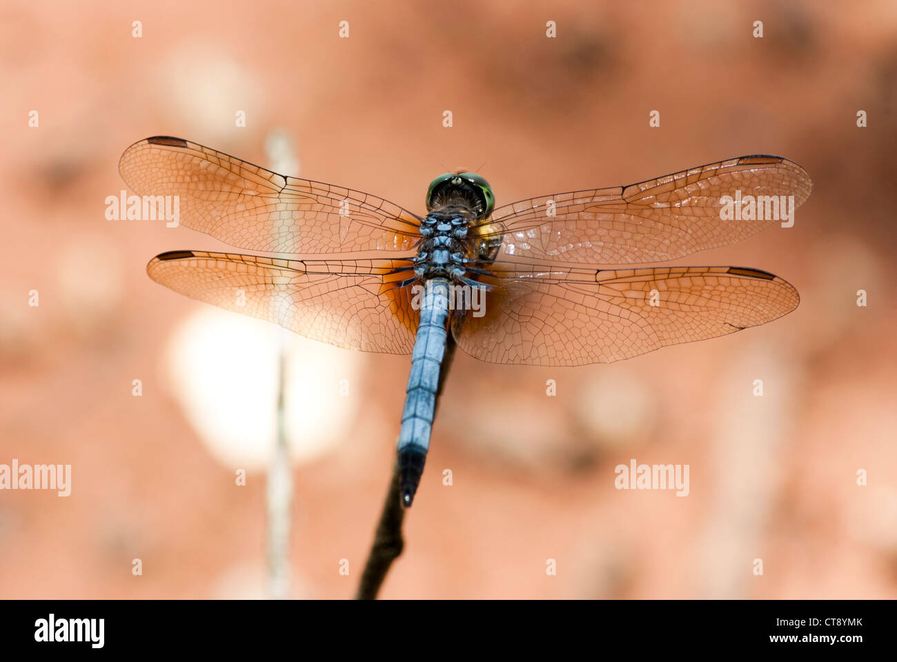 Dragonfly poggiante sulla estremità di un ramoscello Foto Stock