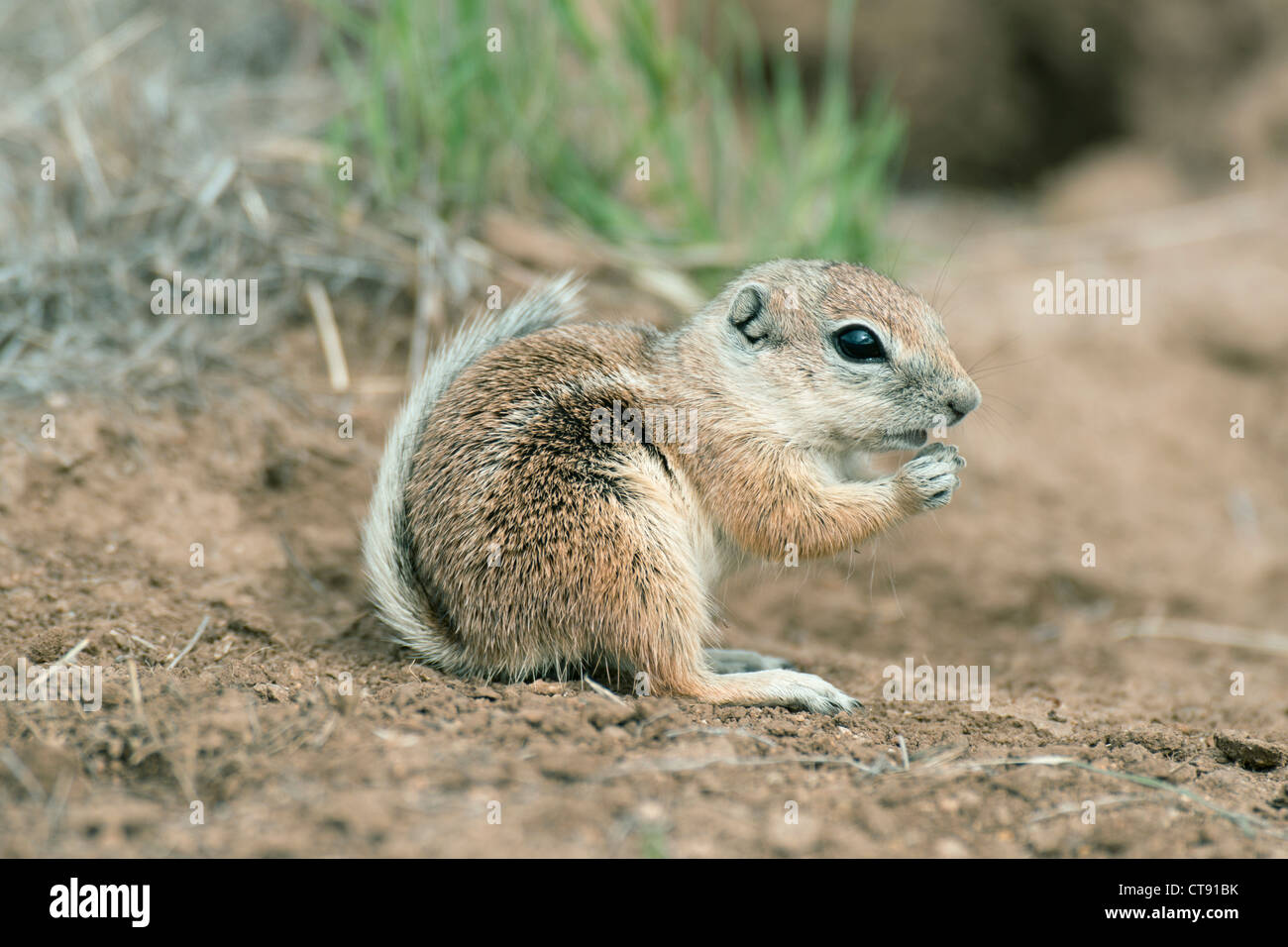 San Joaquin Antelope scoiattolo (Ammospermophilus nelsoni) in via di estinzione, Carrizo Plain monumento nazionale, California Foto Stock