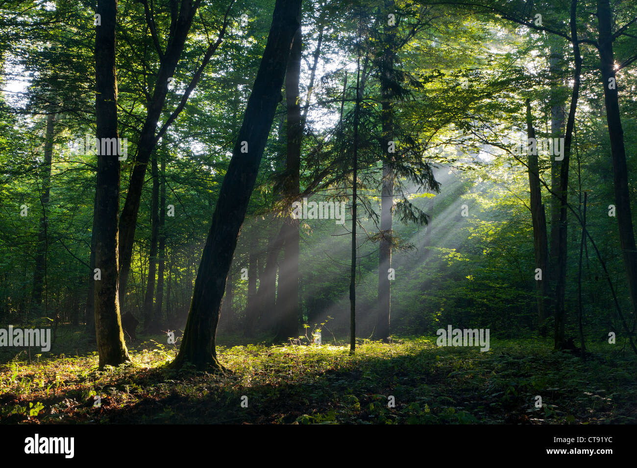 Sunbeam entrando ricco bosco di latifoglie nella foschia mattutina con vecchi alberi di carpino in primo piano Foto Stock