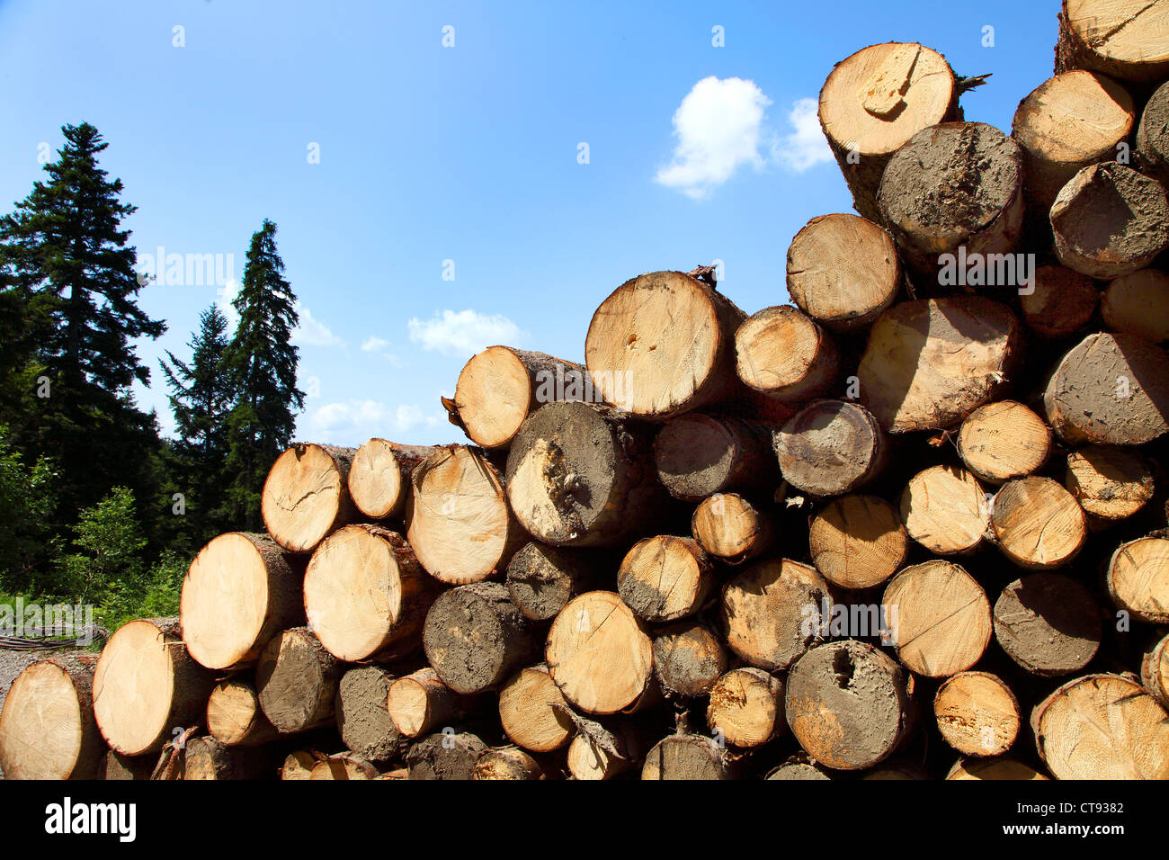 Woodpile in una foresta. Accatastati tronchi di alberi, pronti per essere trasportati in una segheria. Foto Stock