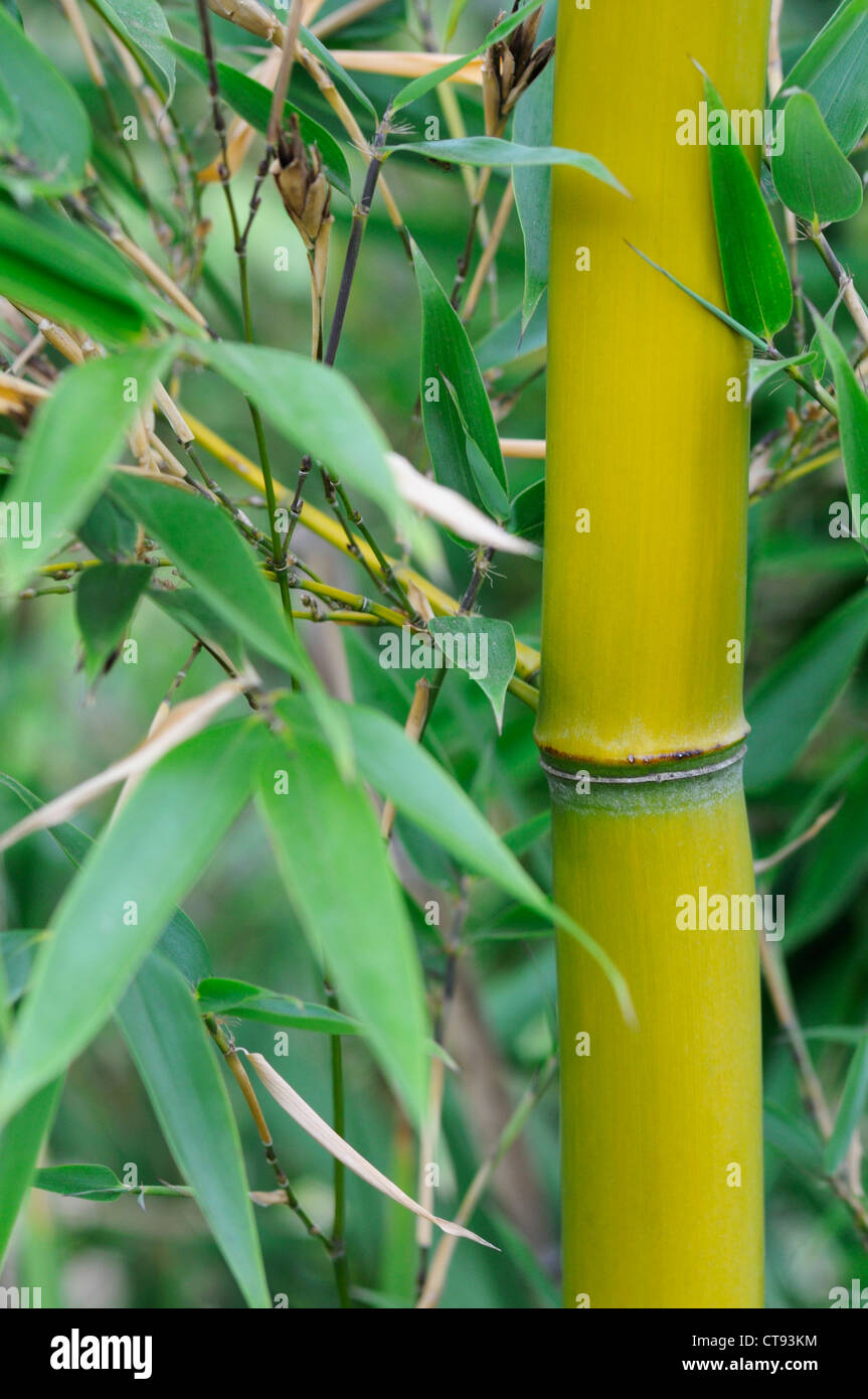 Bambusa, bambù Foto Stock