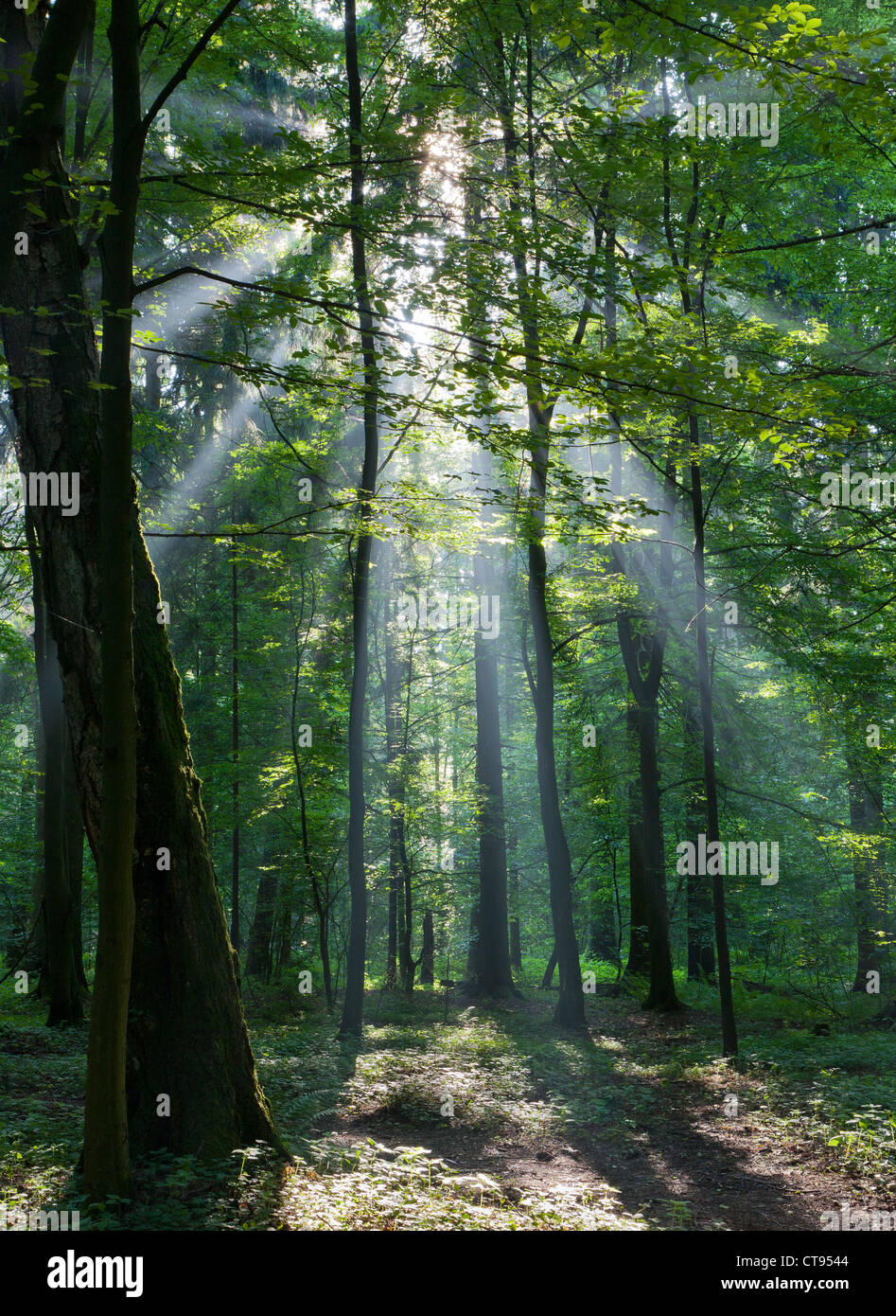 Sunbeam entrando ricco bosco di latifoglie nella foschia mattutina con il vecchio albero di betulla in primo piano Foto Stock