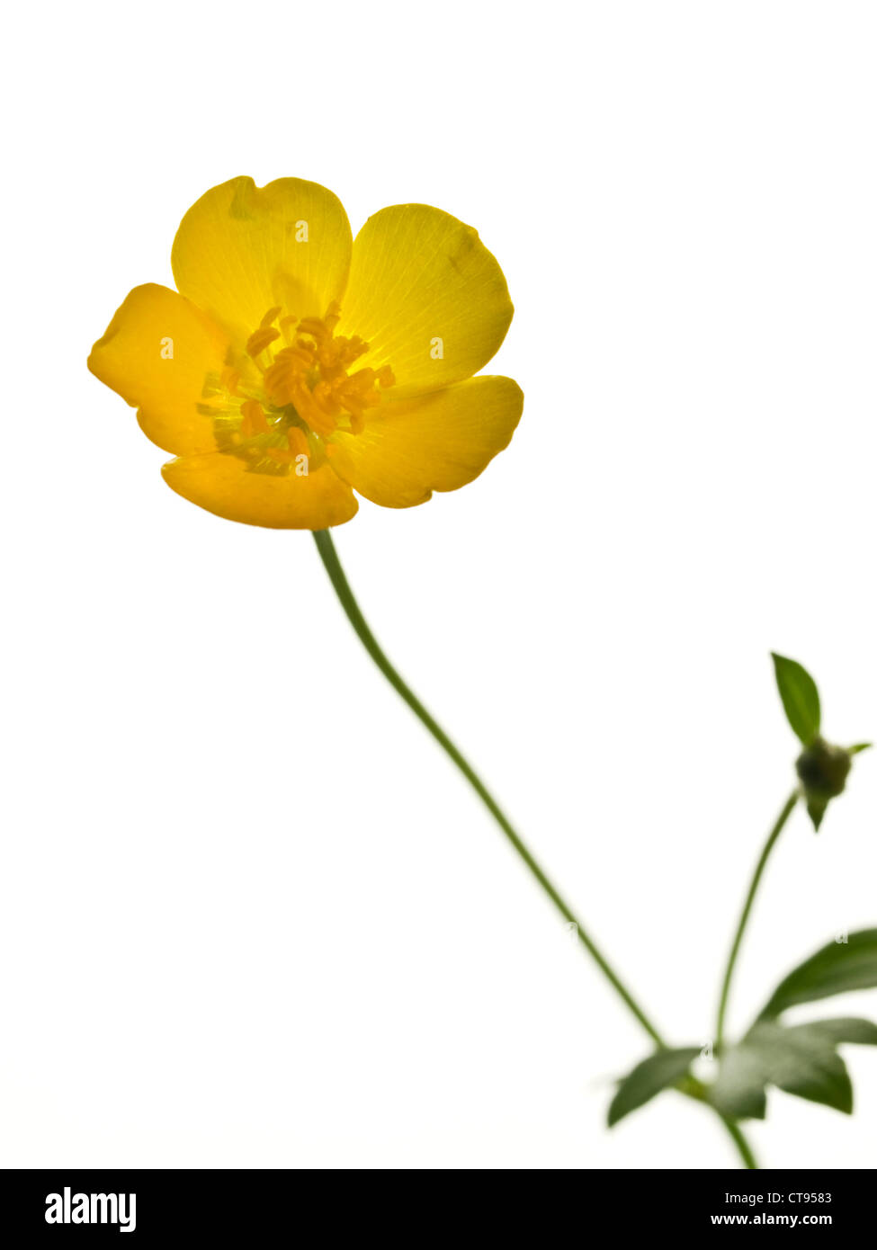 Ranuncolo strisciante Ranunculus repens (Ranunculaceae) fiore testa contro uno sfondo bianco Foto Stock