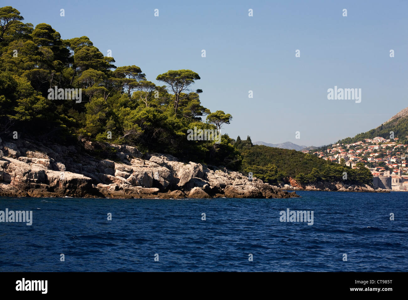 Pino di Aleppo isola di Lokrum Dubrovnik Dalmazia Croazia Foto Stock