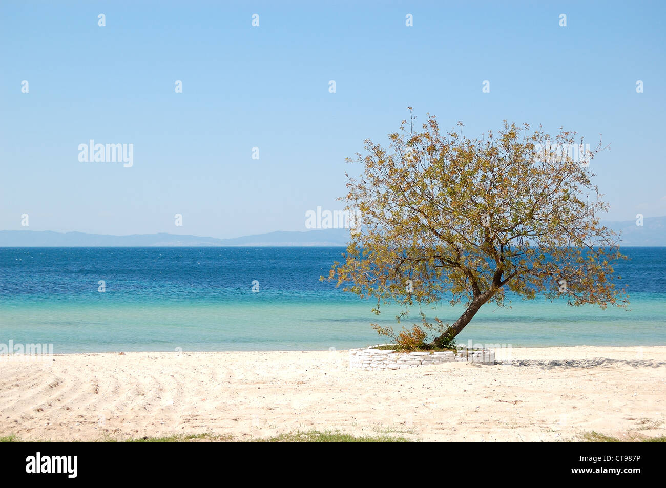 Albero su una spiaggia presso l'hotel di lusso, Thassos Island, Grecia Foto Stock