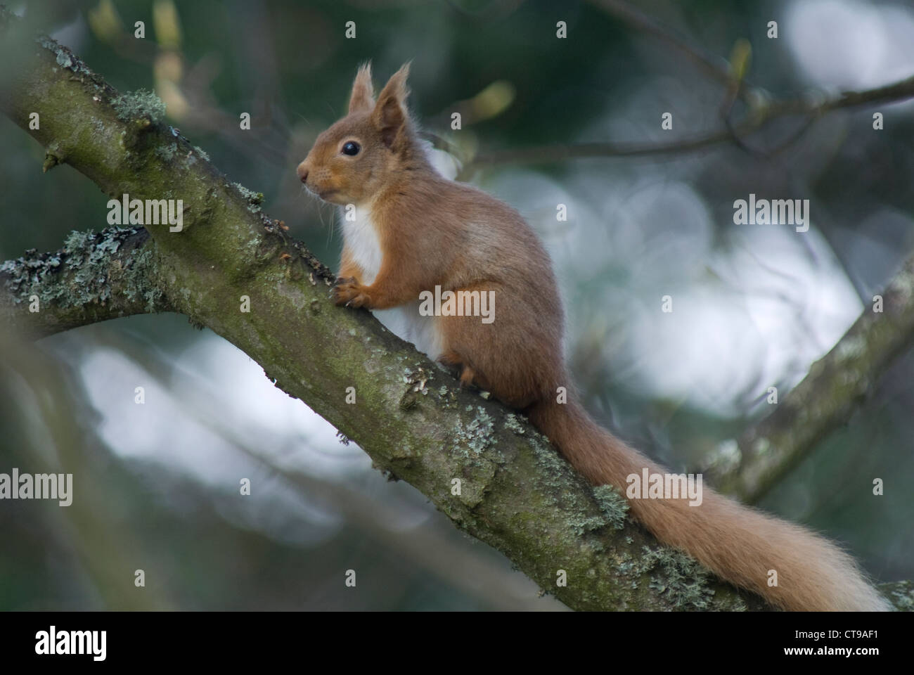 Eurasian Red scoiattolo (Sciurus vulgaris) in Scozia Foto Stock
