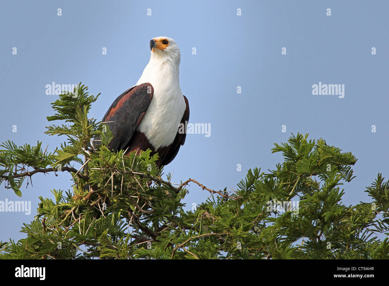 L'African Fish Eagle (Haliaeetus vocifer) posatoi in una struttura ad albero di acacia vicino canale Kazinga in Uganda, Africa. Foto Stock