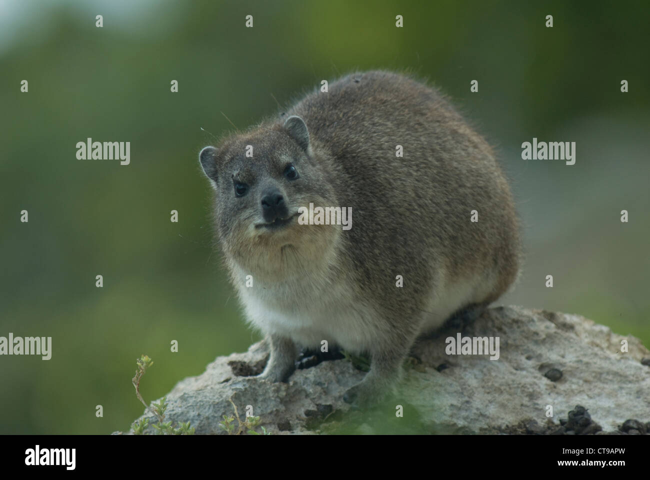 Rock Hyrax (Procavia capensis) a De Hoop, Sud Africa Foto Stock