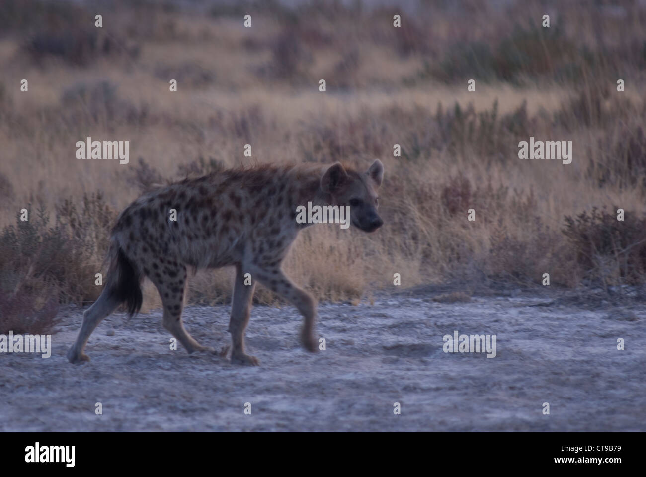 Spotted Hyena (Crocuta crocuta) in Etosha National Park, Namibia Foto Stock