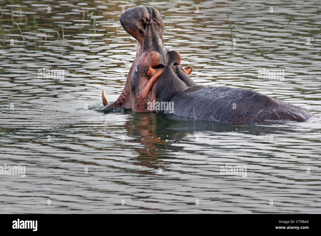 Un selvaggio ippopotamo presenta una minaccia visualizzare nel canale Kazinga in Uganda, Africa. Foto Stock