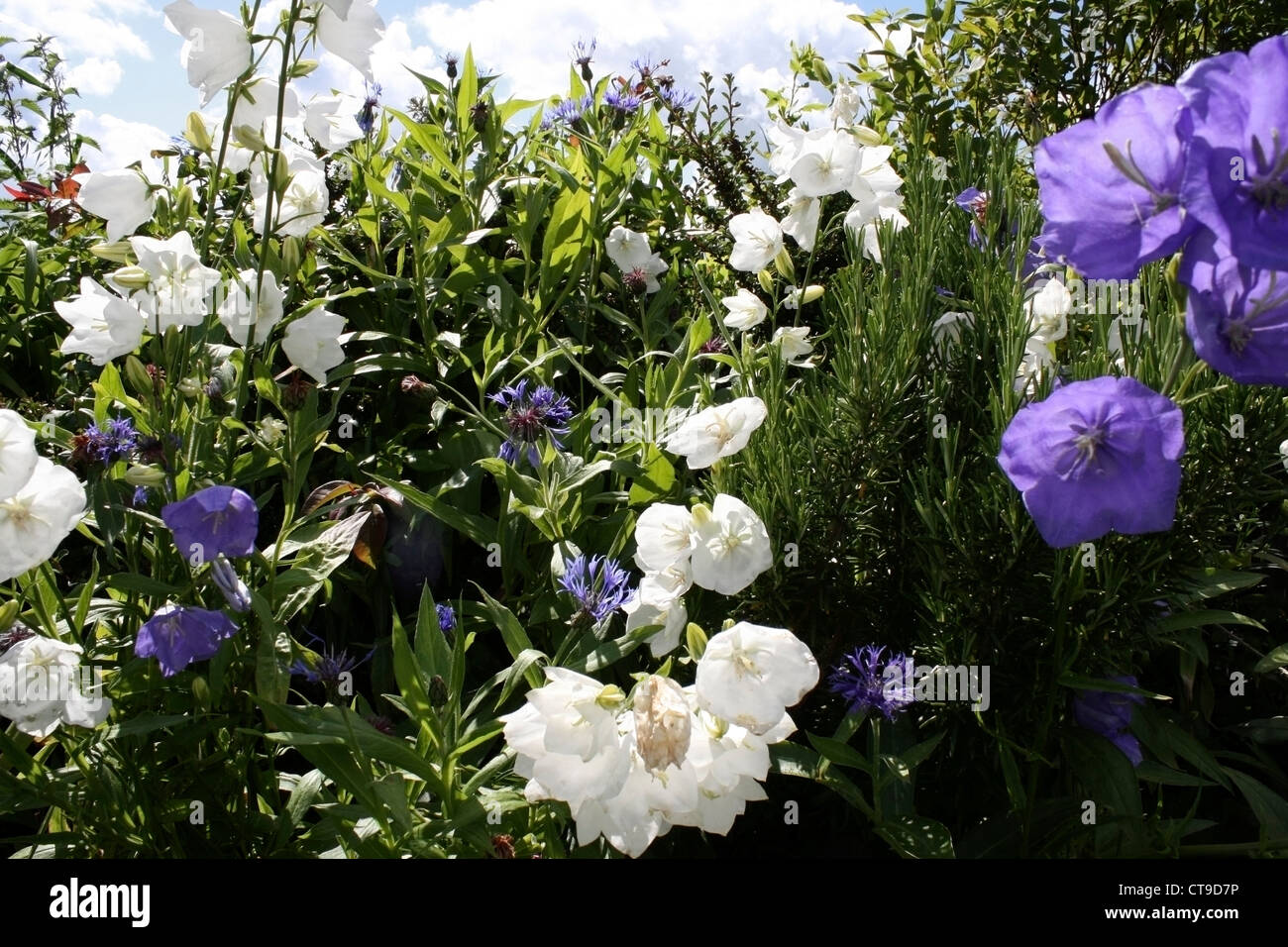 Inglese fiori da giardino in estate Foto Stock