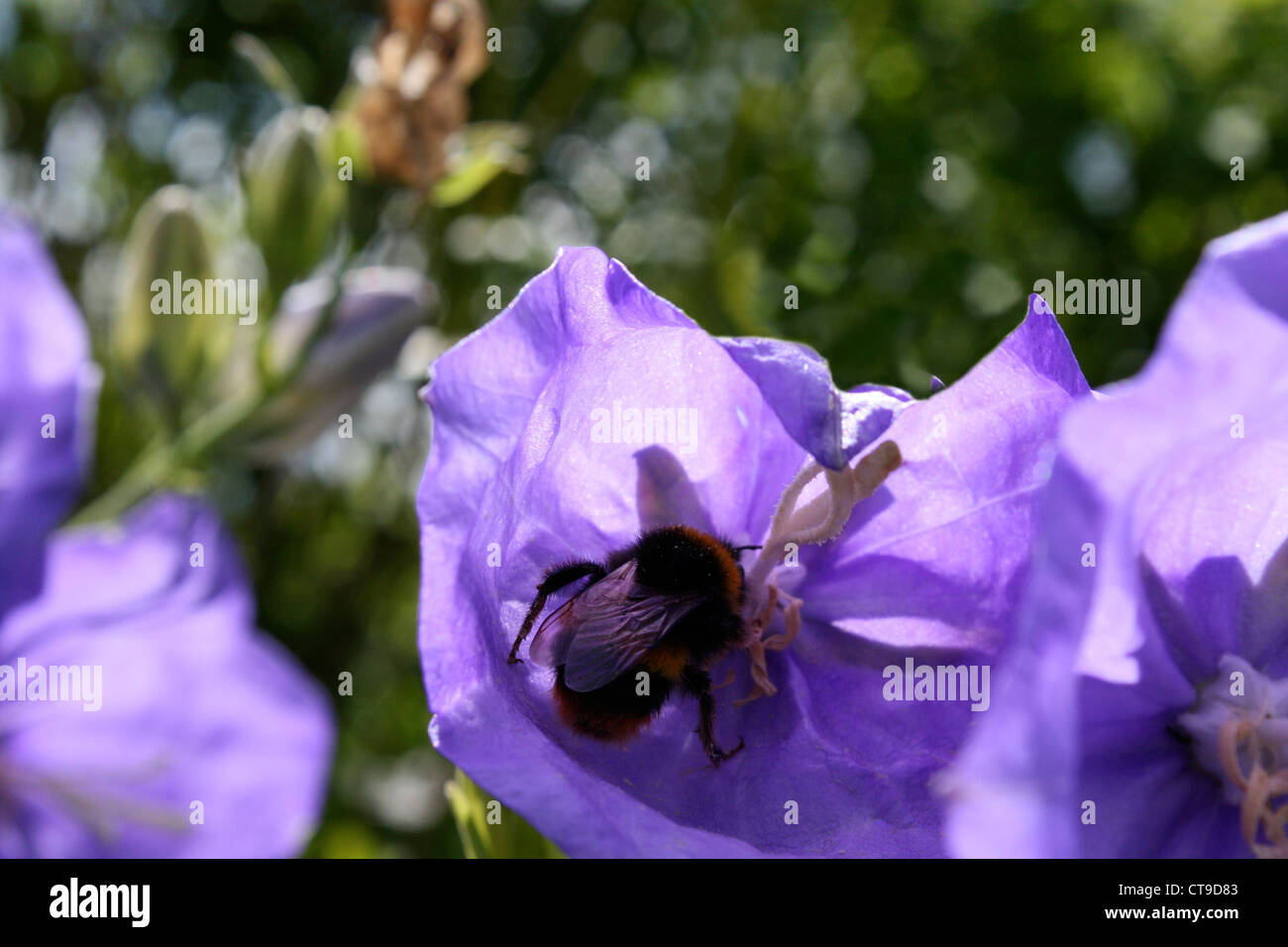 Bee per raccogliere il polline da Campanala bellflower Foto Stock