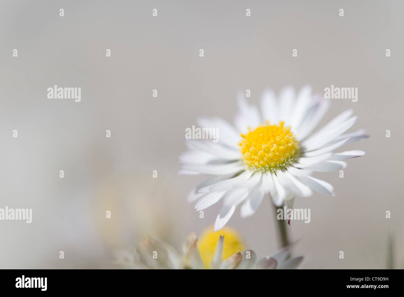 Daisy; Bellis perennis; fiore; Regno Unito Foto Stock