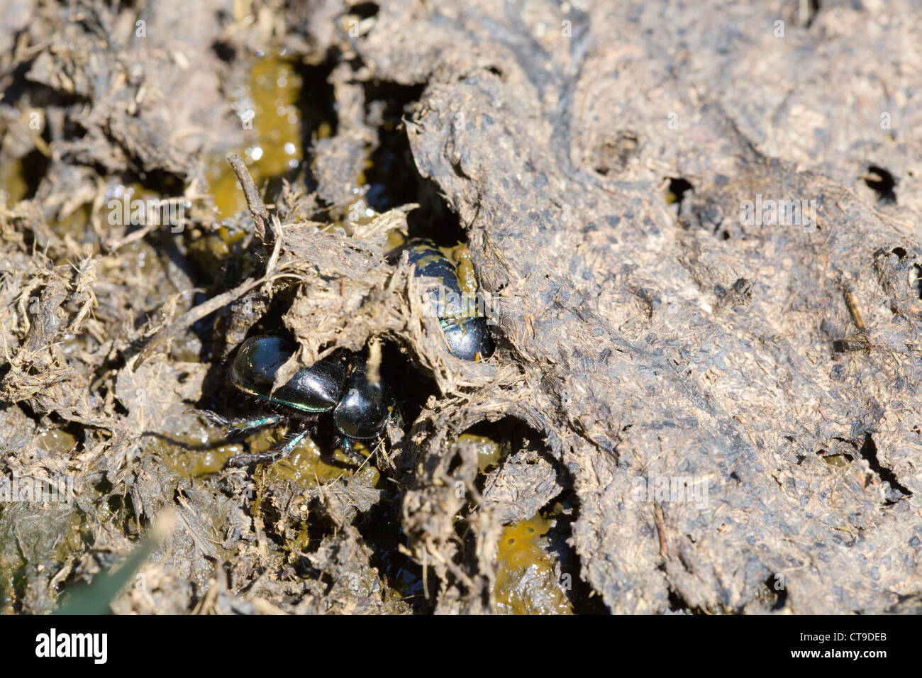 Sterco di coleotteri; nelle feci; Spagna Foto Stock