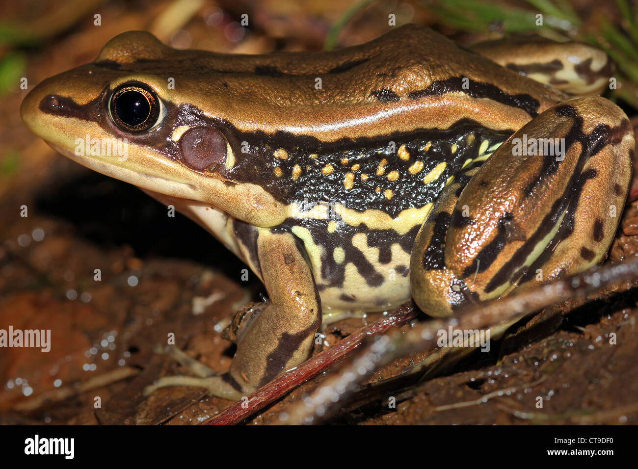 Galam bianco-Rana a labbro (Hylarana galamensis) su una foglia/erba in Uganda, Africa. Si trova lungo il fiume Nilo in Jinja, Uganda. Foto Stock
