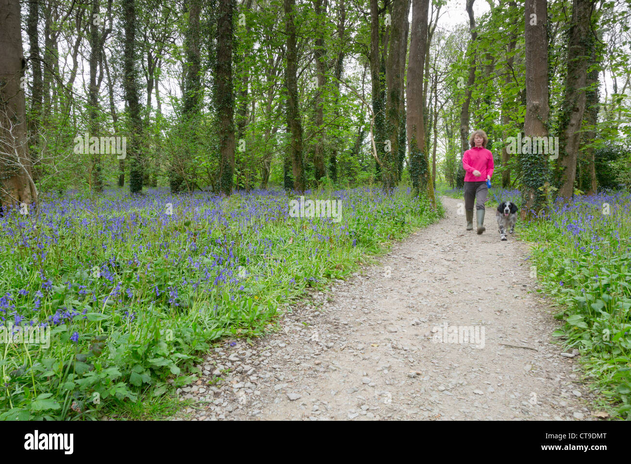 Godolphin boschi; Bluebells molla; Cornovaglia; Regno Unito Foto Stock