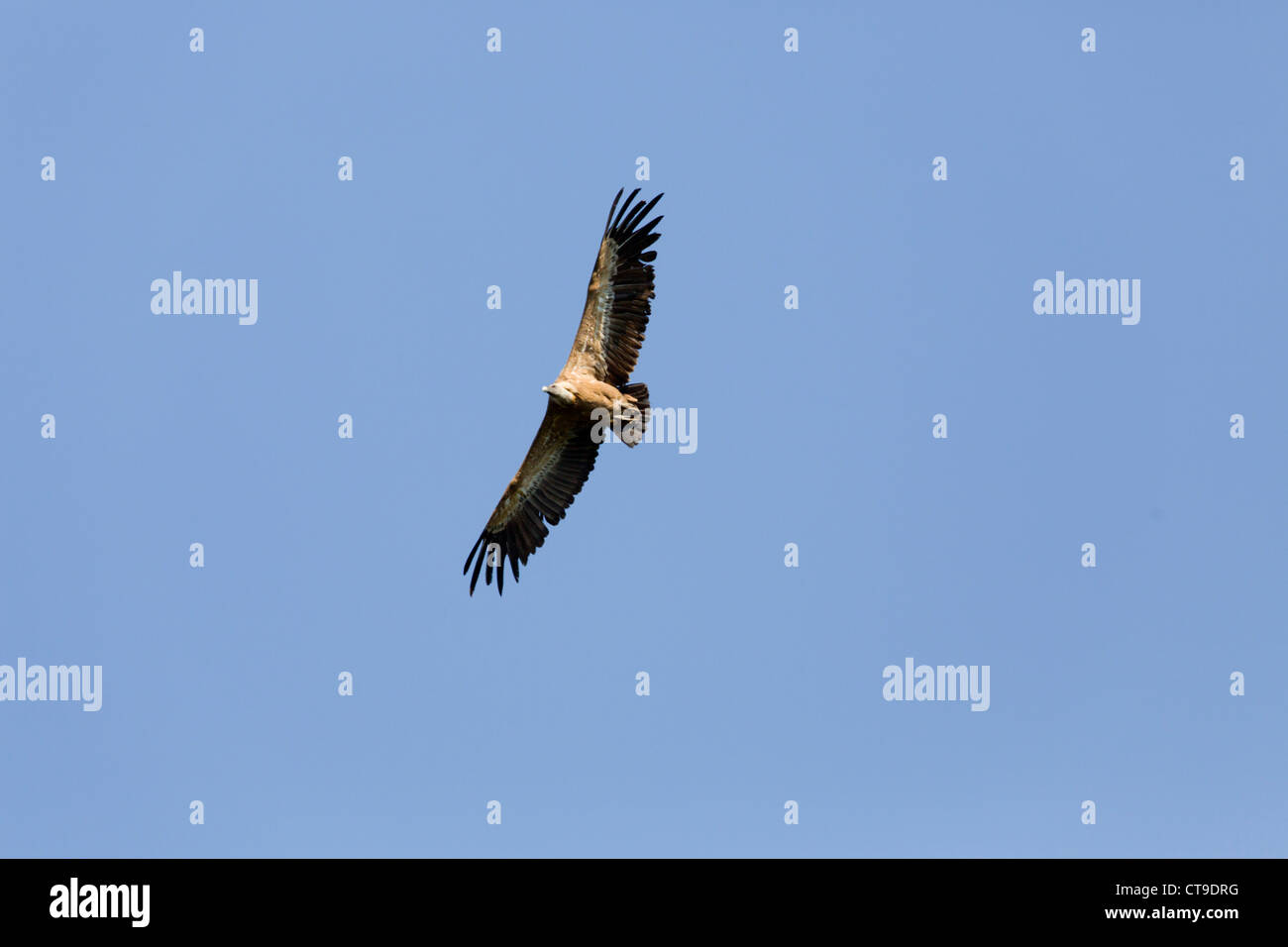 Avvoltoio; Gyps fulvus; in volo; Pirenei; Spagna Foto Stock